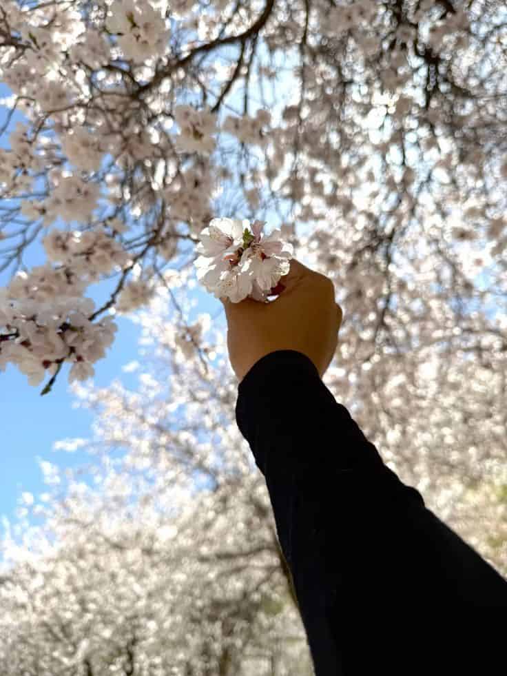 hvirz3t8ko4tgjedu9kqxs1a