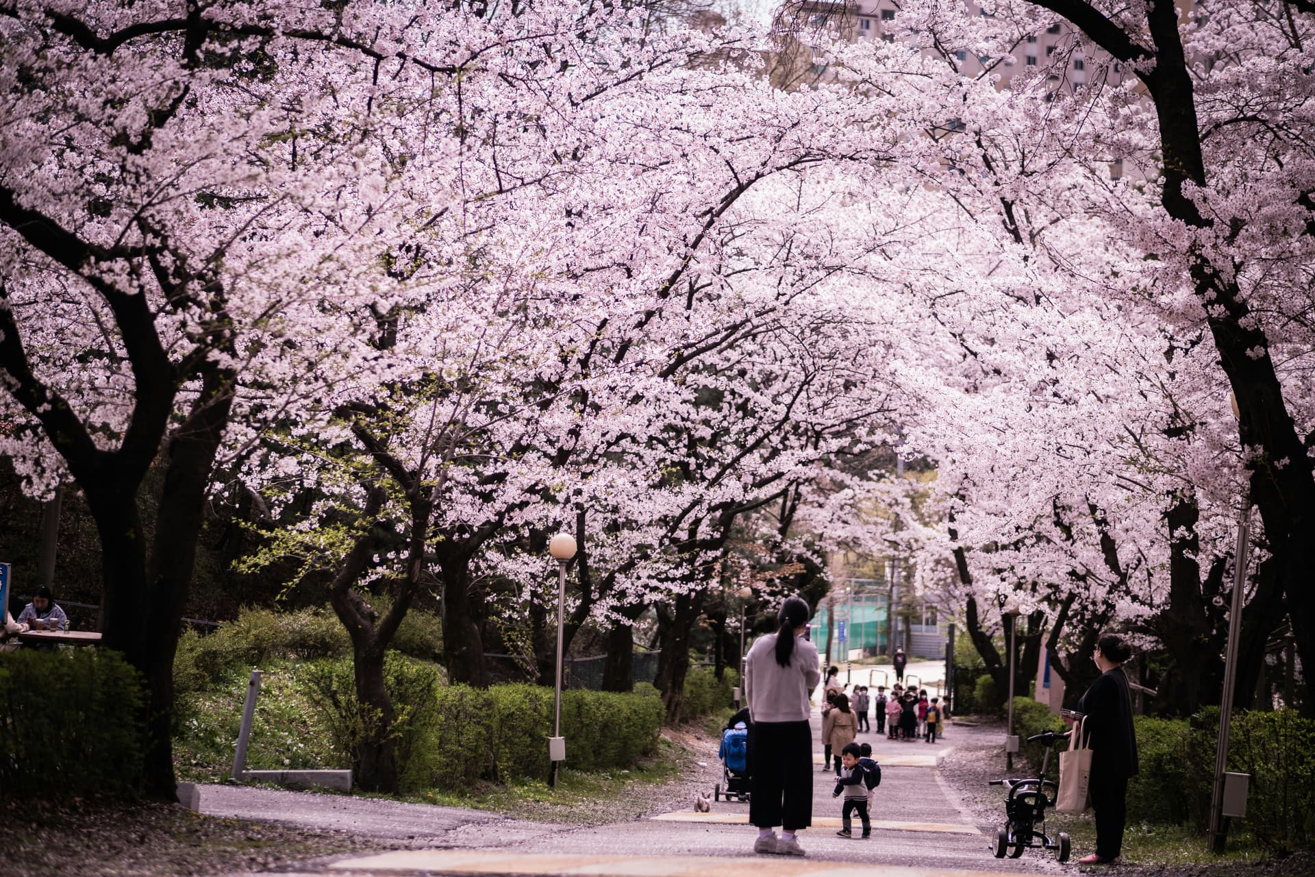 Cherry Blossom in South Korea: Live Bloom Dates, Jinhae Festival & Travel Guide