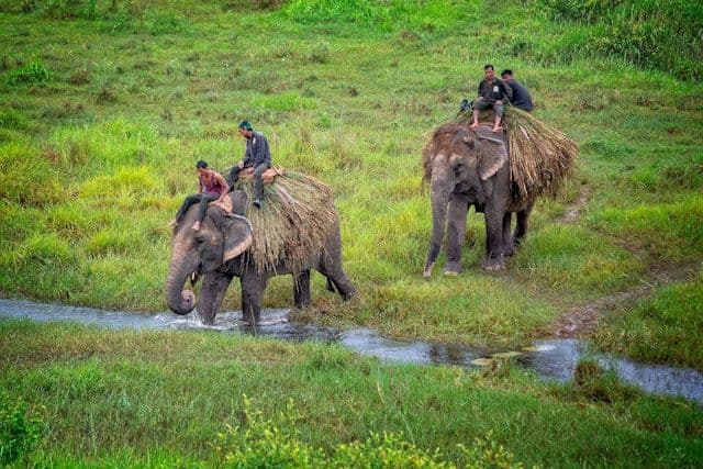 Chitwan National Park Guide: Safari, Wildlife & Travel Tips