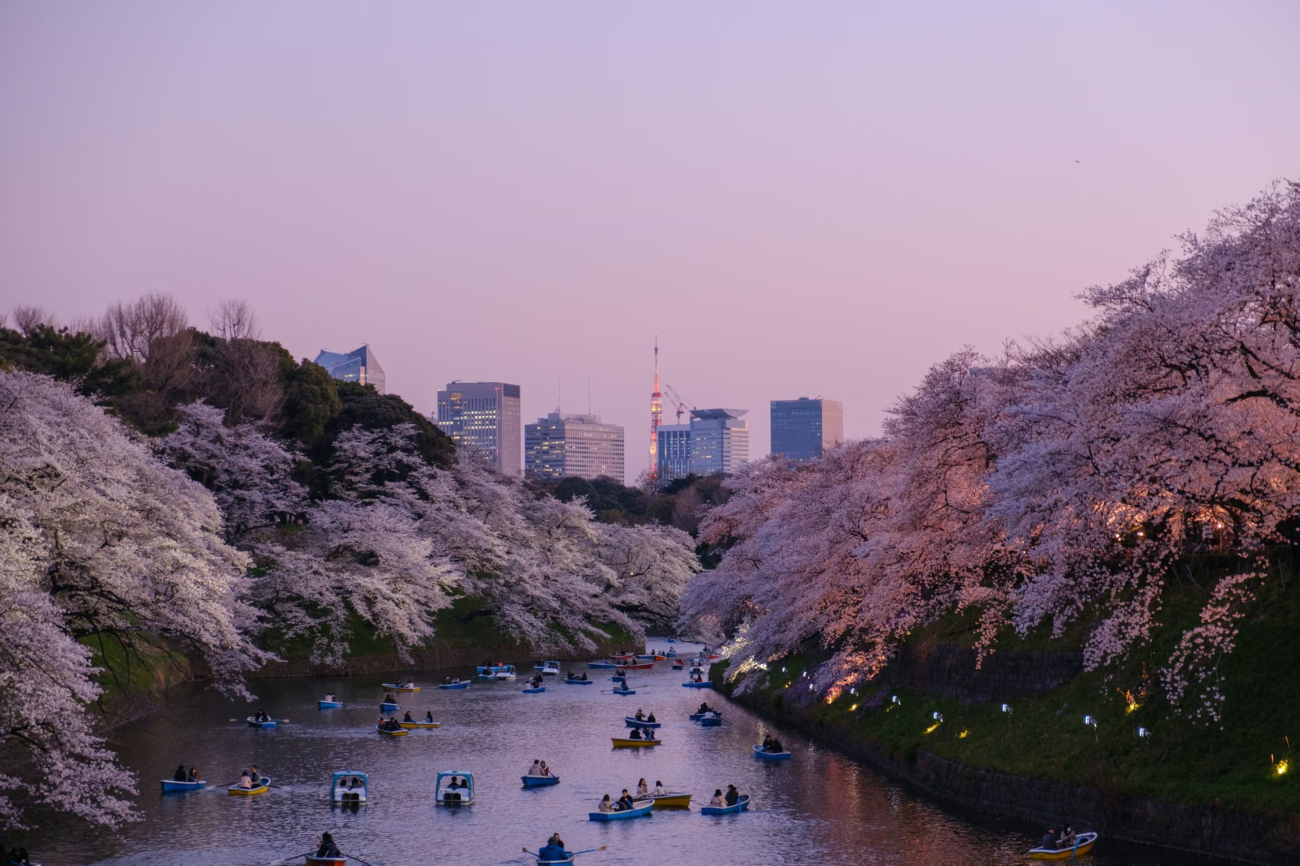 Japan Cherry Blossom Community Trip