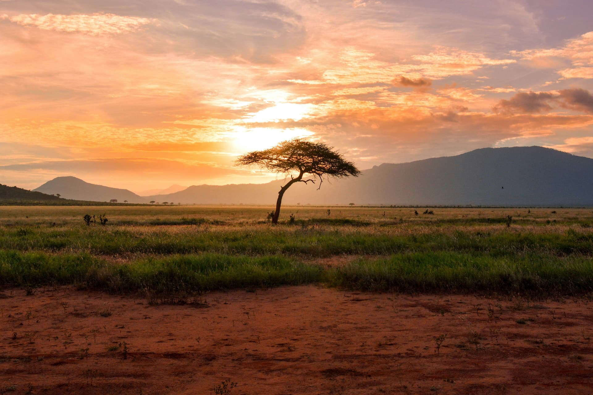 Kenya vs South Africa Safari: Which One Is Better for You?