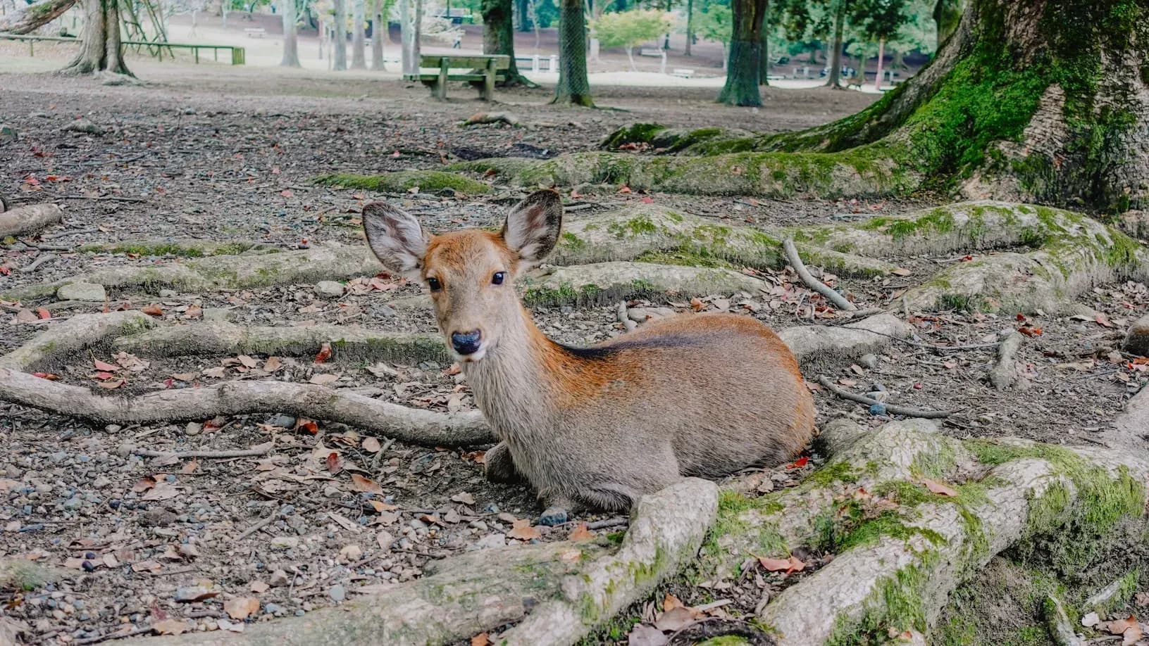 Nara Deer Park