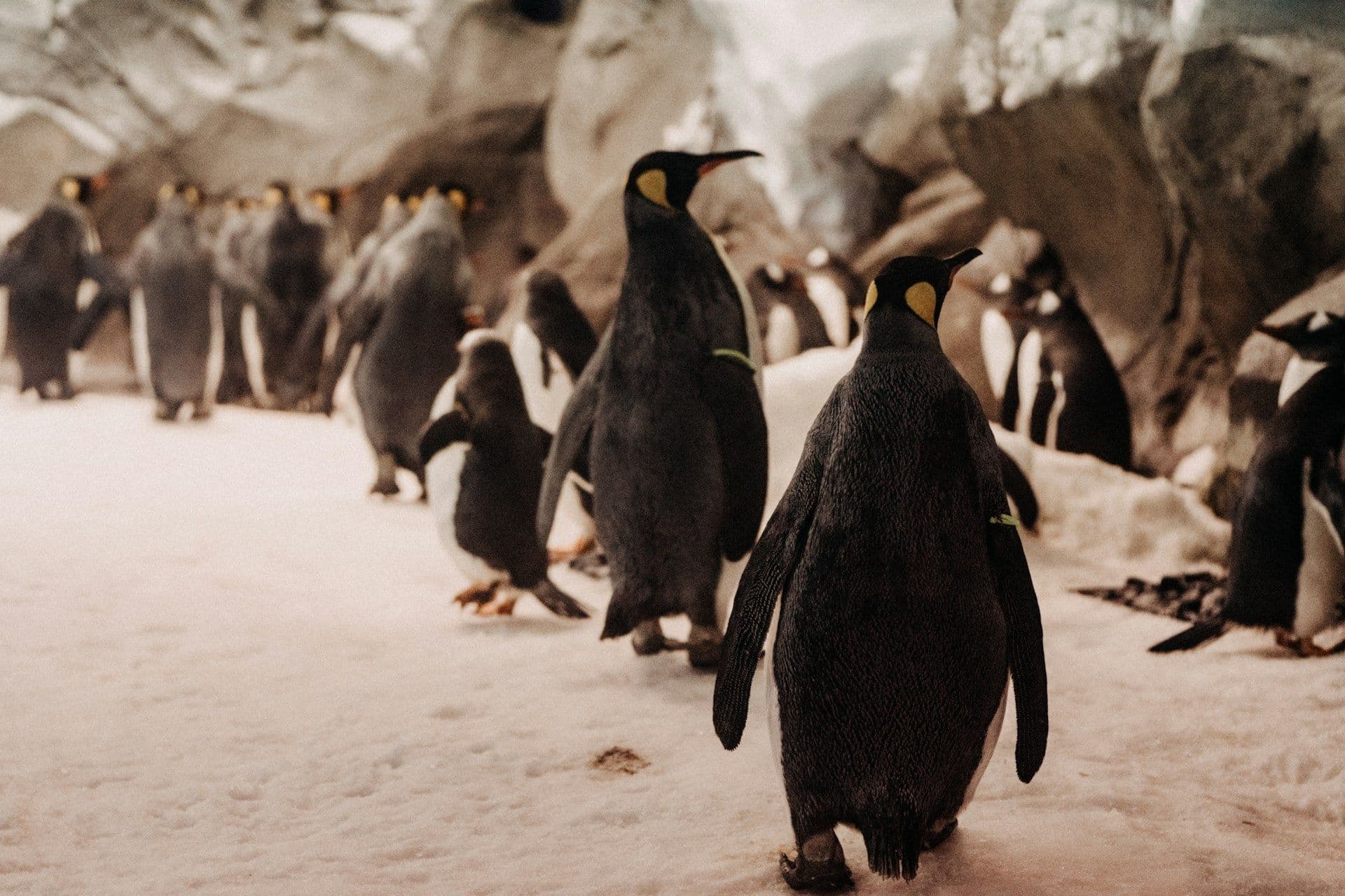 12 Days Australia Ultimate Explorer: Reef, Wildlife & City Escape