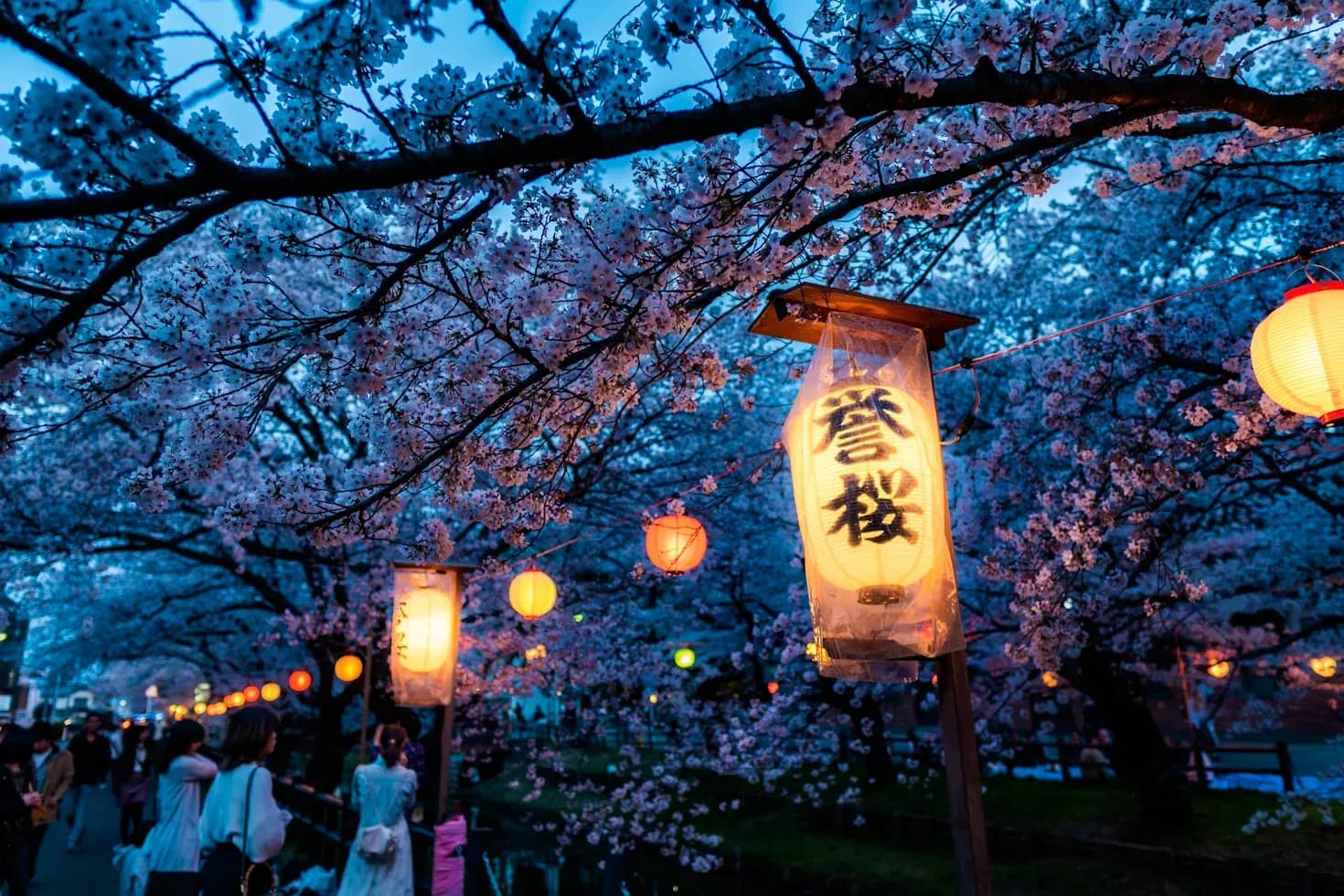 Sakura Evening Walks