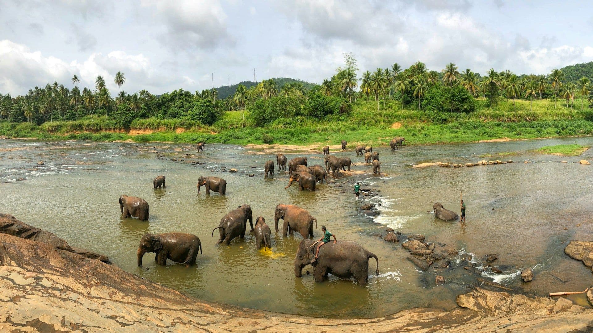 Sri Lanka Safari Guide: Which National Park Is Right for You?
