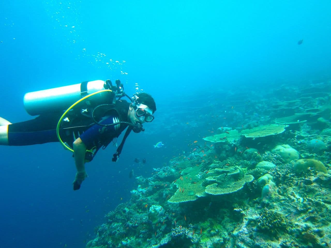 5 Reasons Why You Should Never Go Deep Sea Diving (Spoiler: You Totally Should)