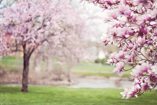 8 Must-Visit Destinations in India to Experience the Magic of Spring