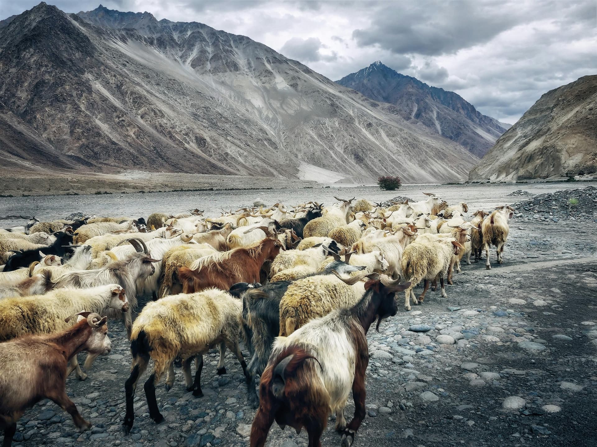 8-Day Leh Ladakh Tour Package with Turtuk and Tso Moriri