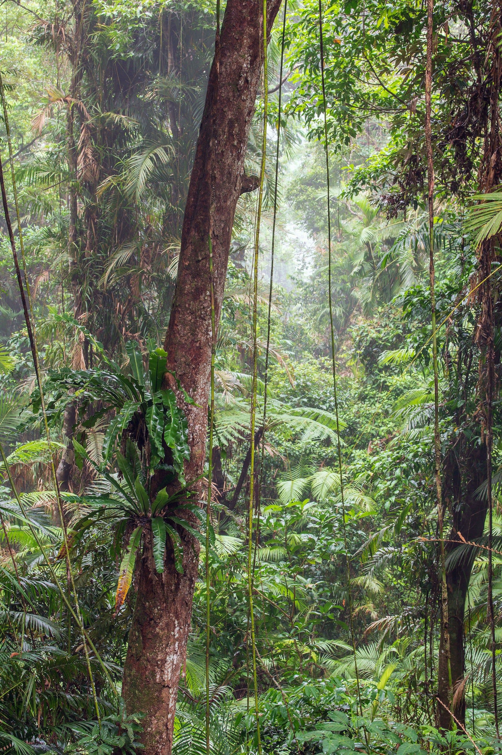 13 Days Australia Trip: Reef, Rainforest & Coastal Wonders