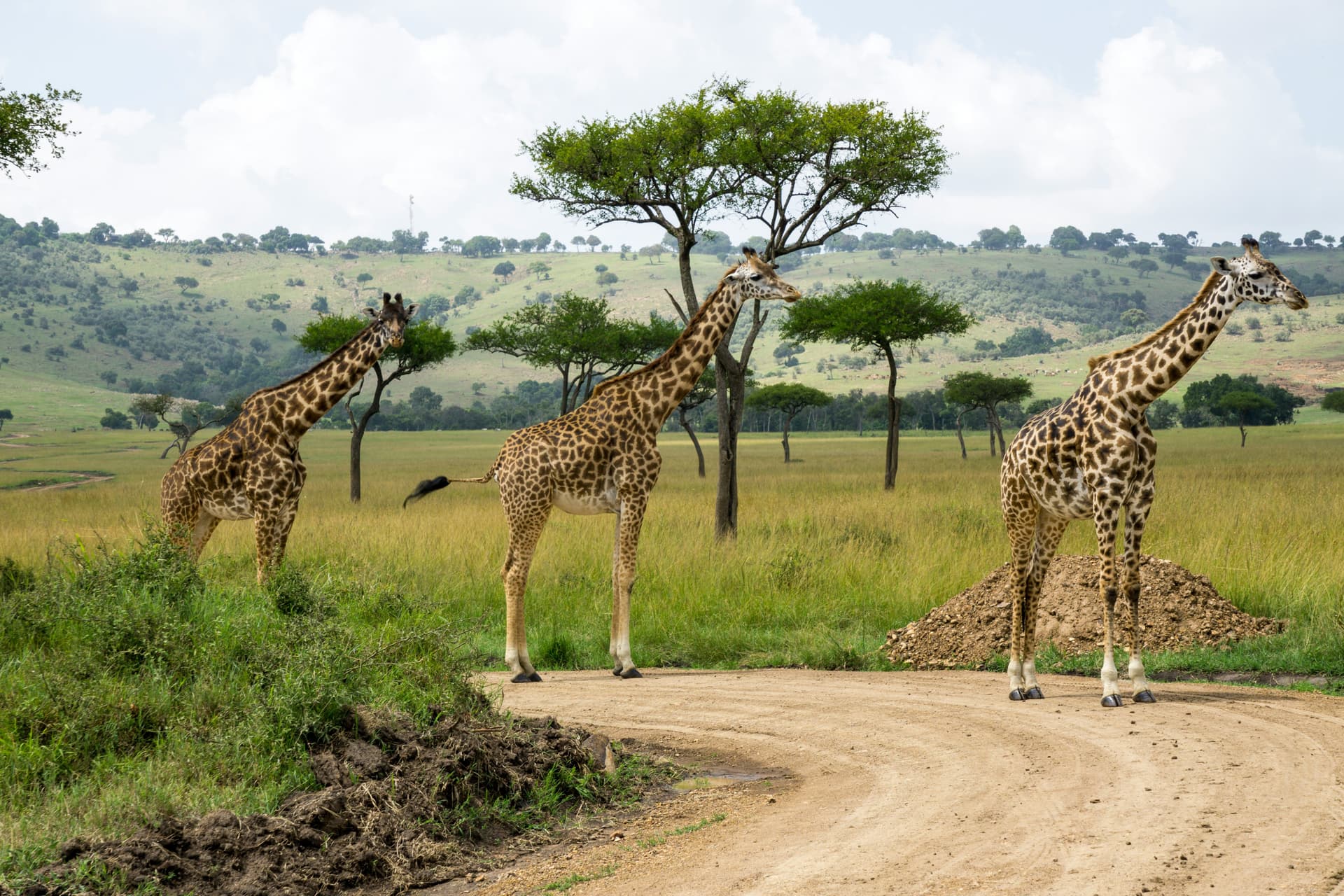 Best Time to Visit Masai Mara: Month-by-Month Guide for Wildlife, Migration & Weather