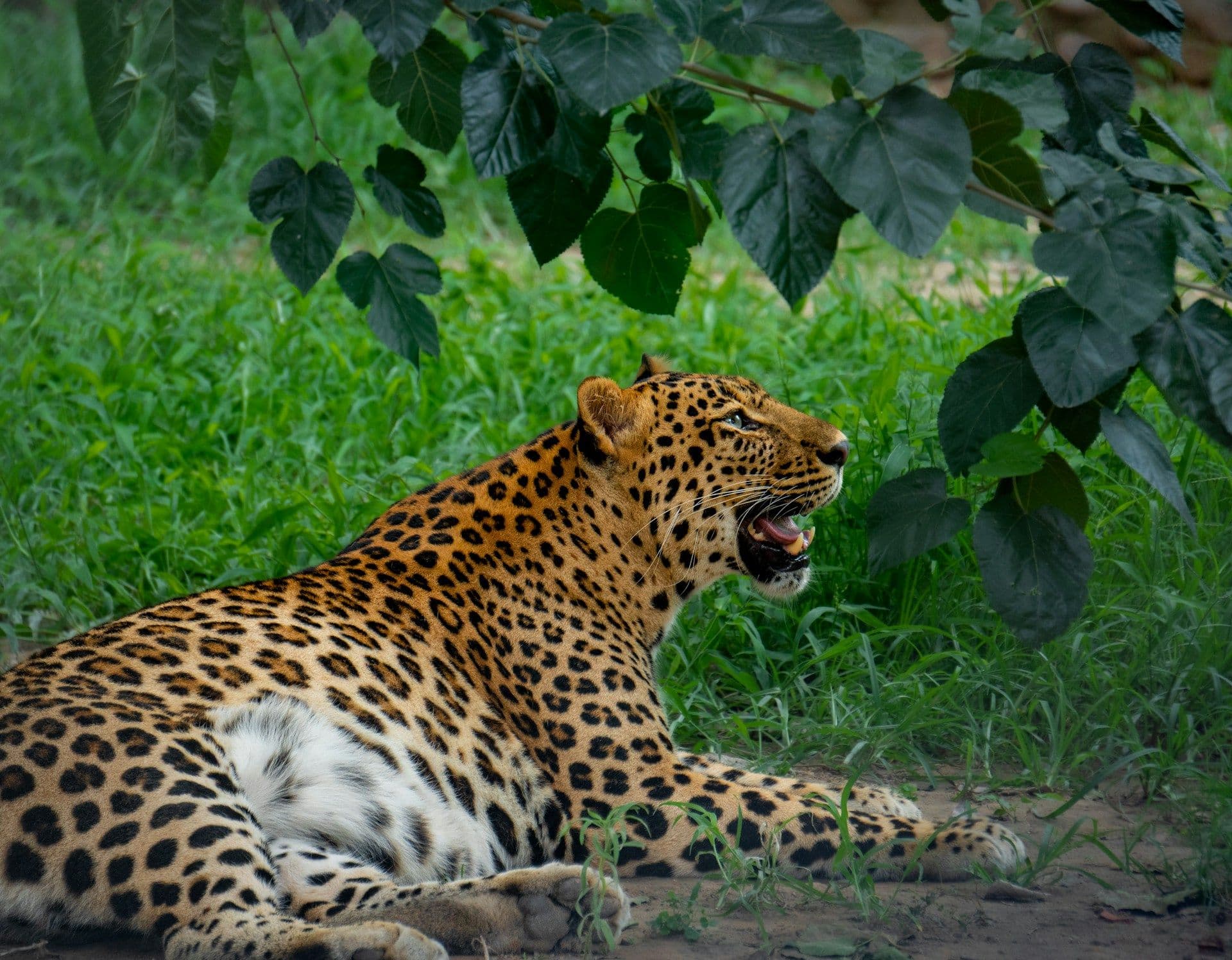 Kerala Wildlife & Safari Guide: Best Places and Experiences
