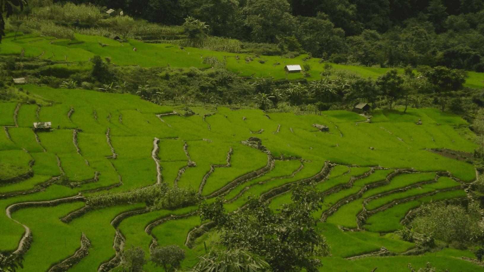 Nagaland Hornbill Festival Tour