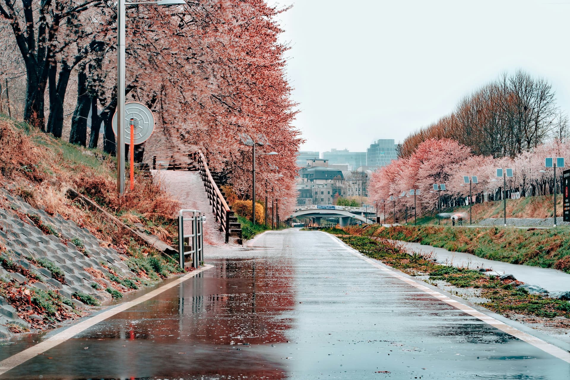 Planning a Sakura Trip? Cherry Blossom Travel Guide for Japan