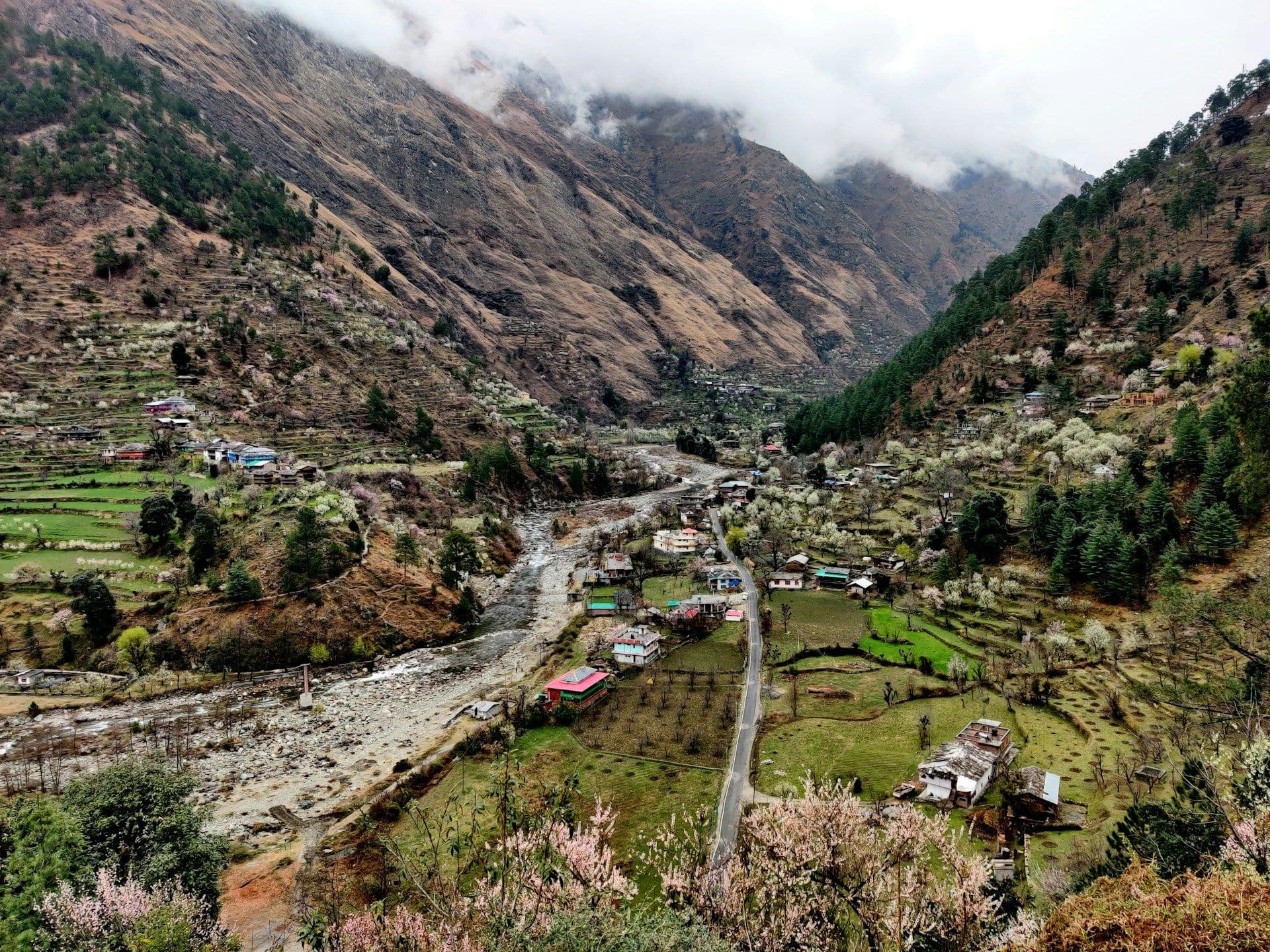 Shoja Travel Guide: Forest Cabins, Snowfall & Slow Himalayan Living