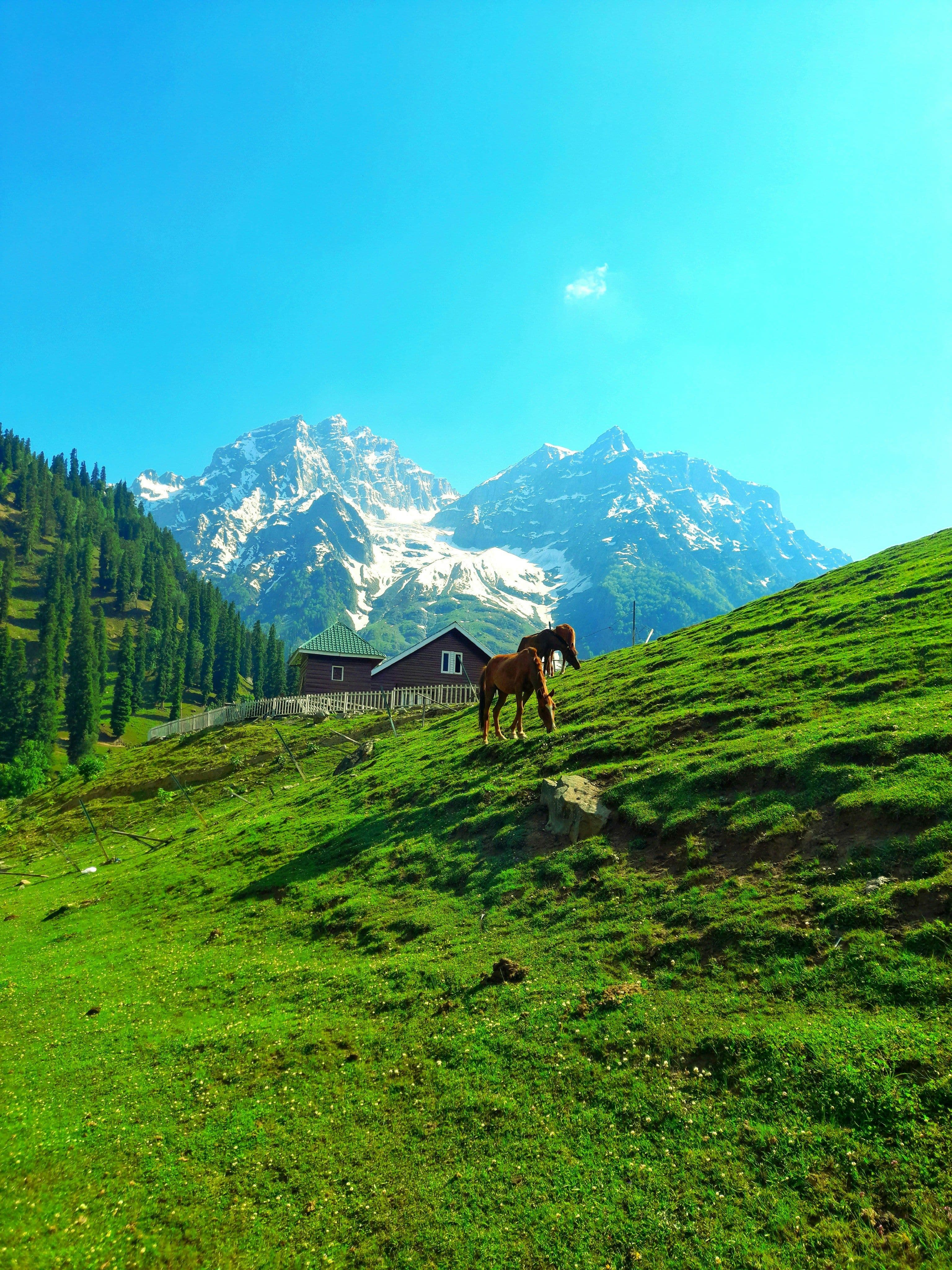 5-Day Dreamy Kashmir Honeymoon Getaway 2
