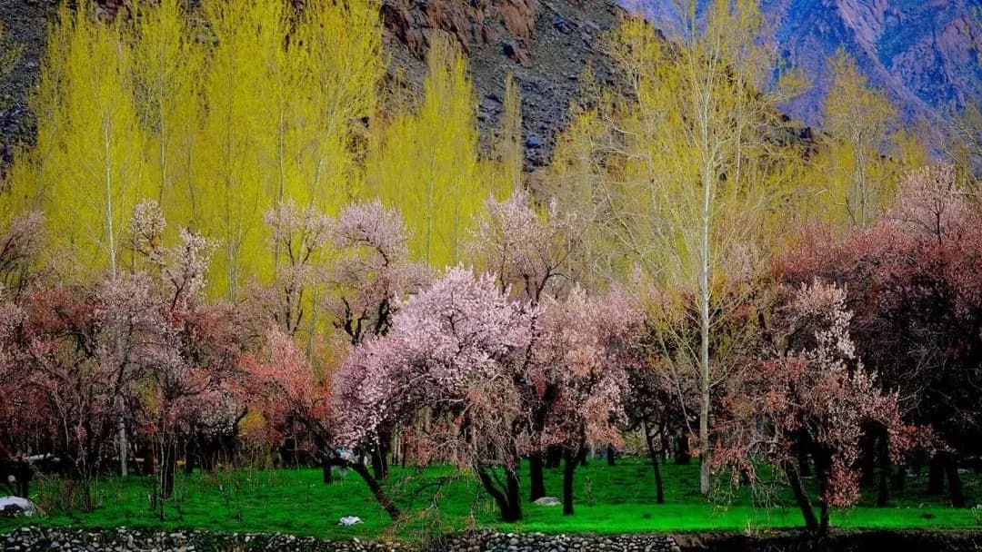 Ladakh Apricot Blossom Special: 8-Day Spring Journey
