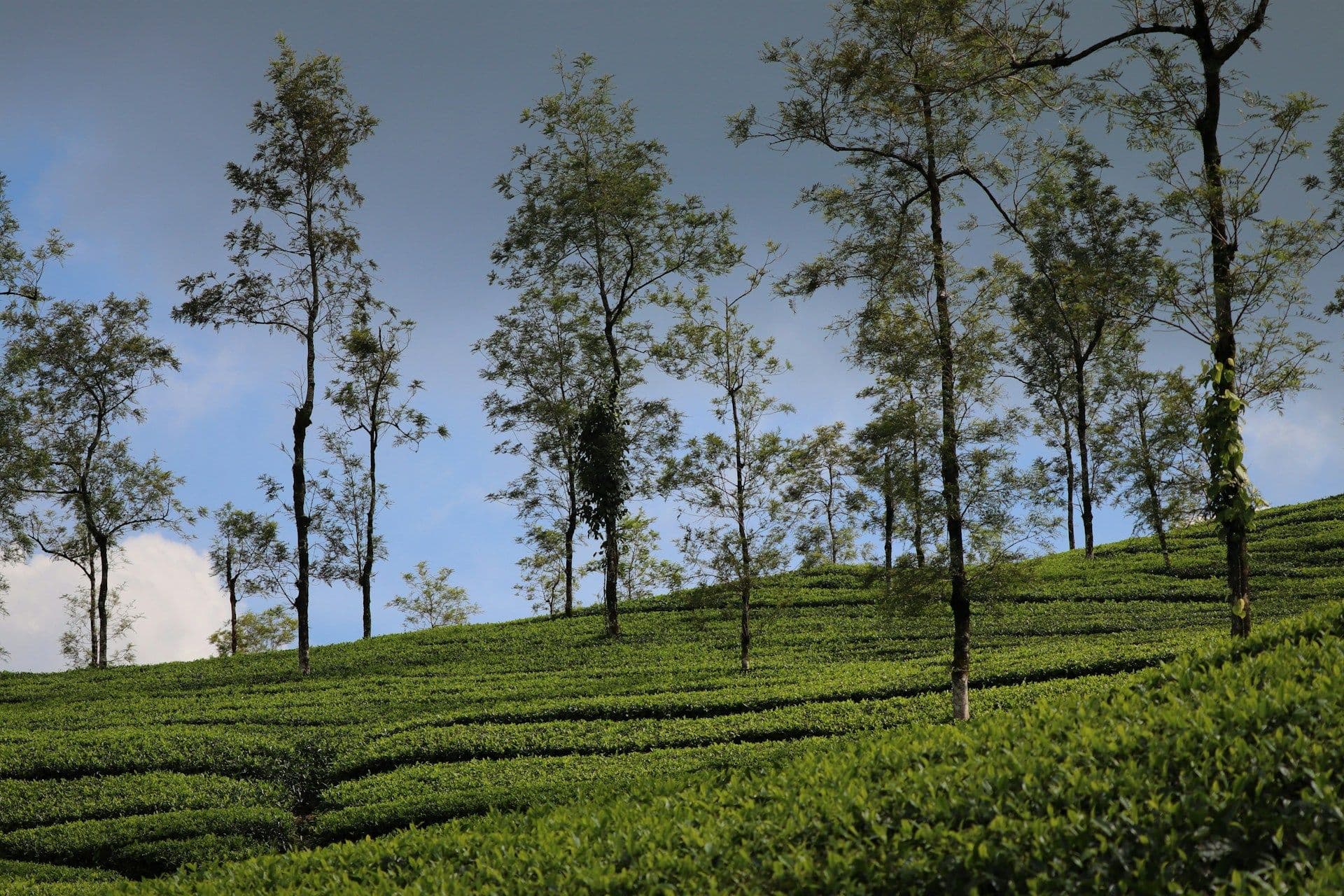 Kerala Escape: A Scenic Journey Through Munnar & Thekkady in 4 Days