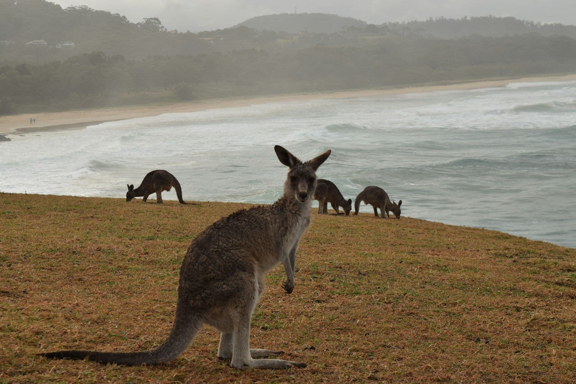 8 Days Australia Family Trip: Theme Parks, Wildlife & Sydney 1