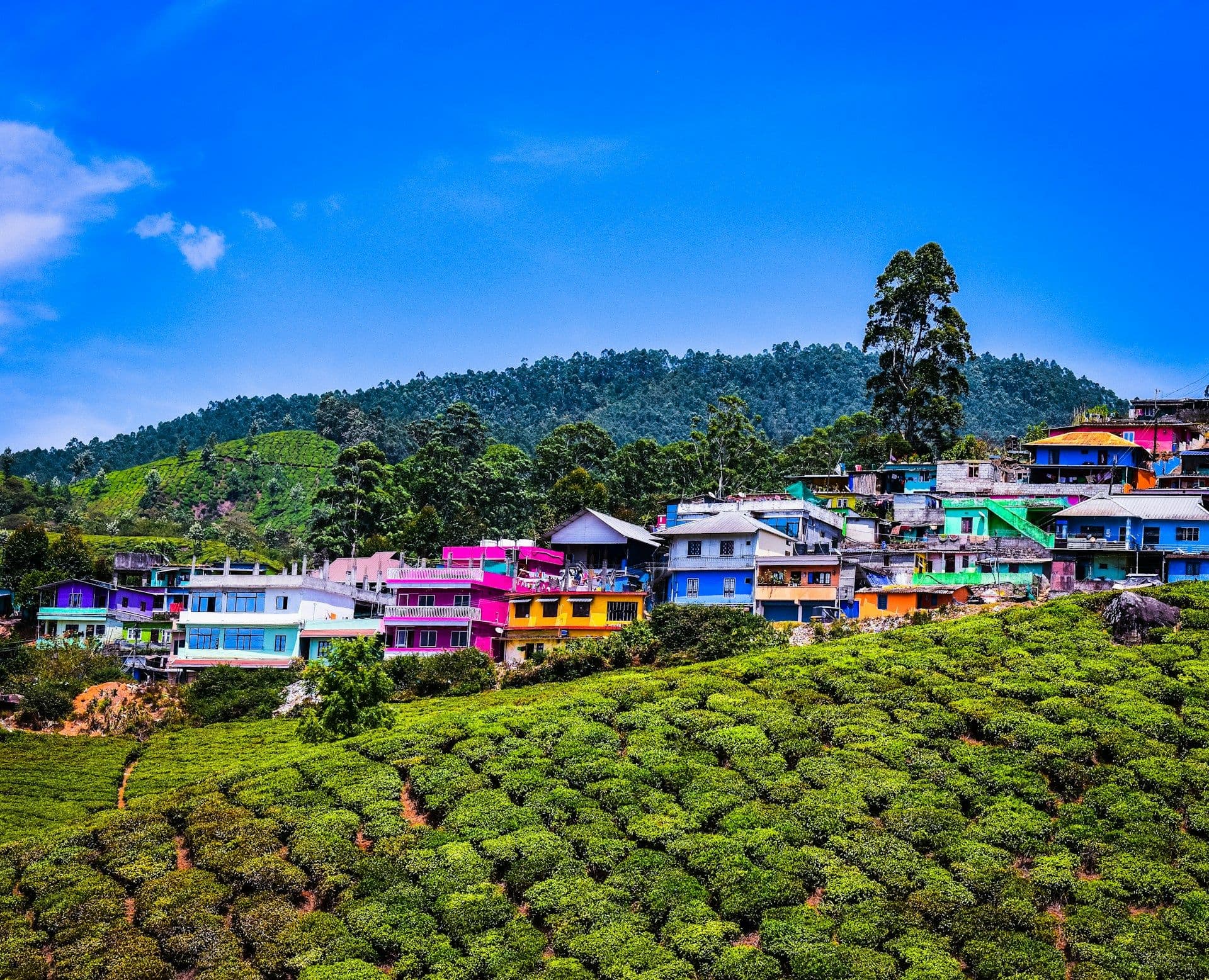 Kerala 3N/4D Trip with Munnar & Alleppey Backwaters (3 Nights / 4 Days)