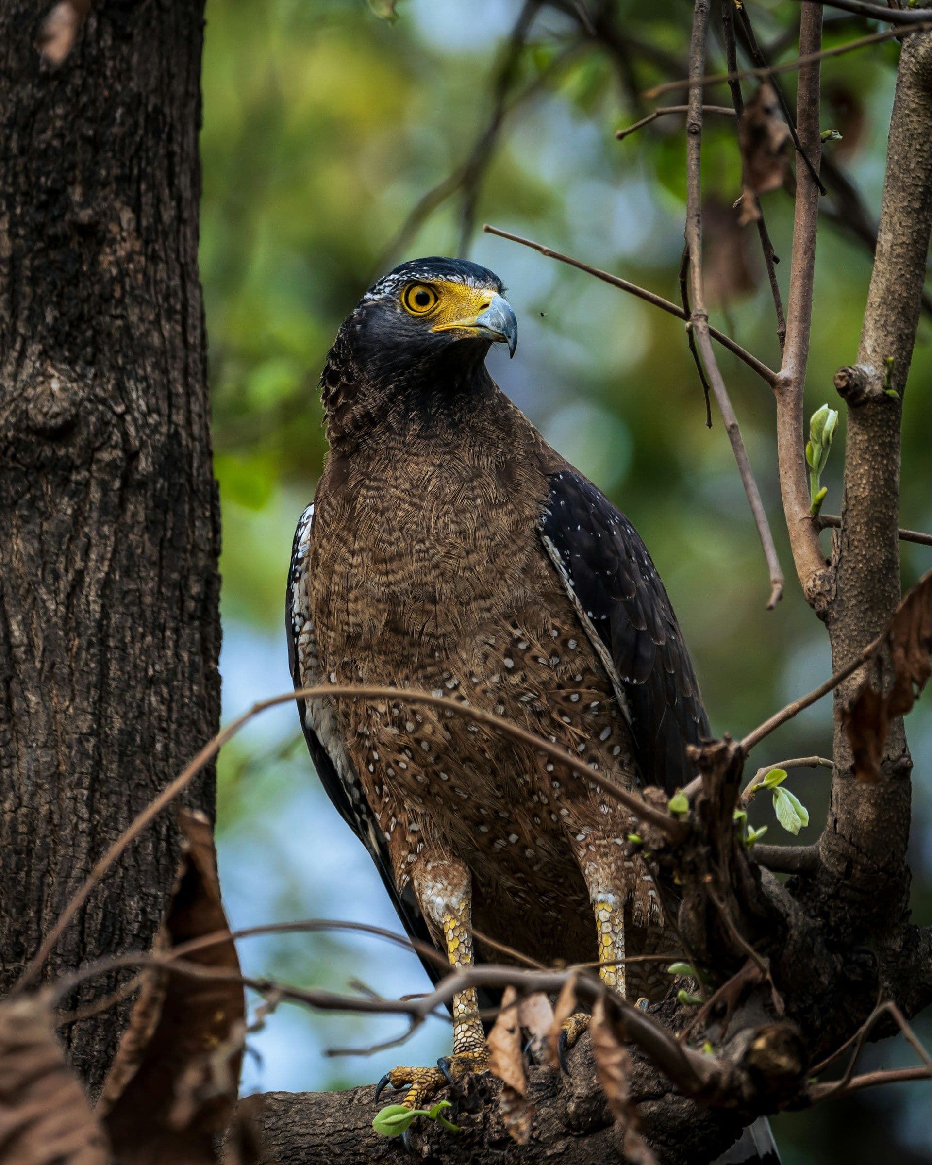 Jabalpur, Kanha & Bandhavgarh Wildlife Tour Package 1