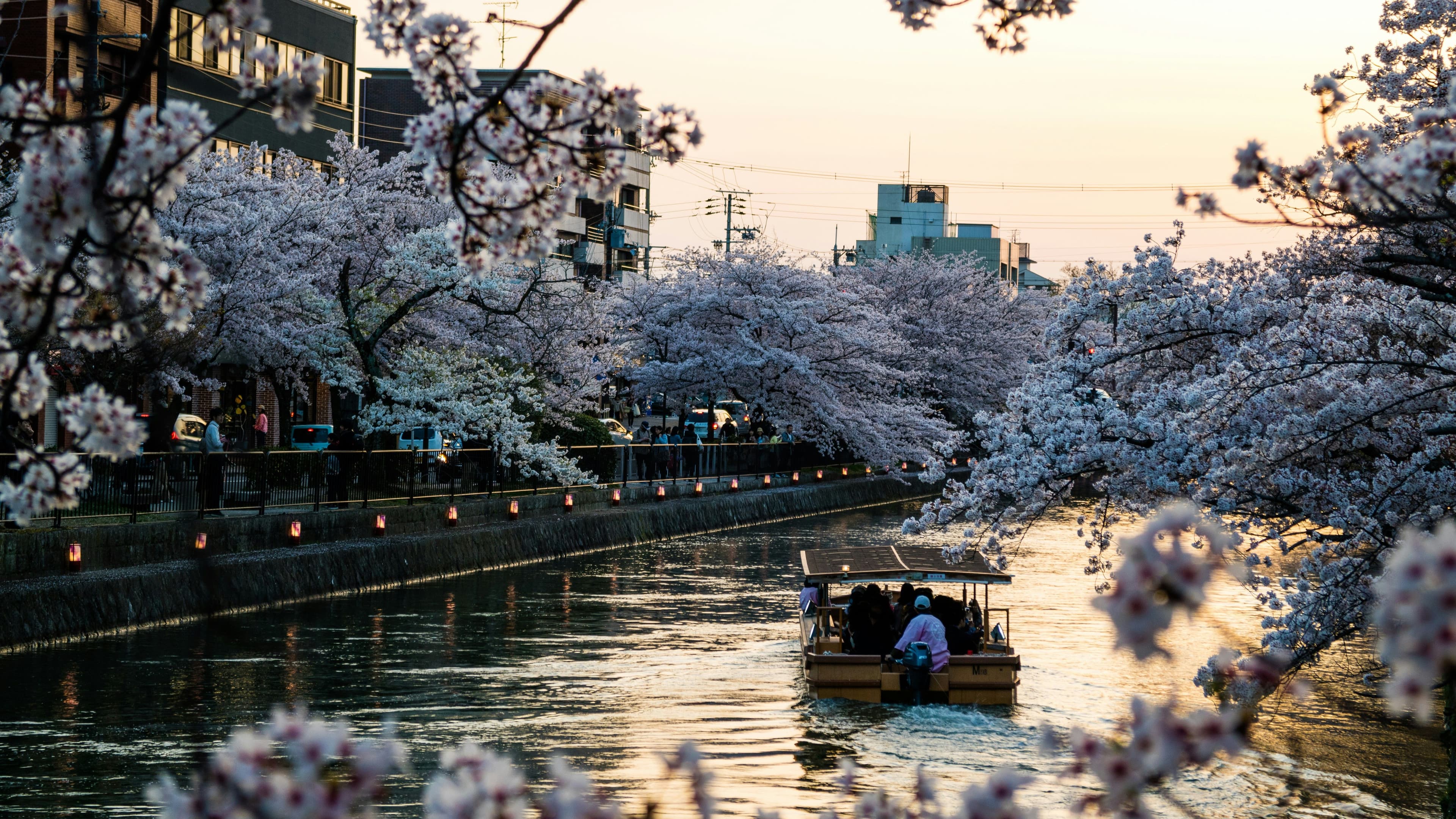 Japan Cherry Blossom Community Trip