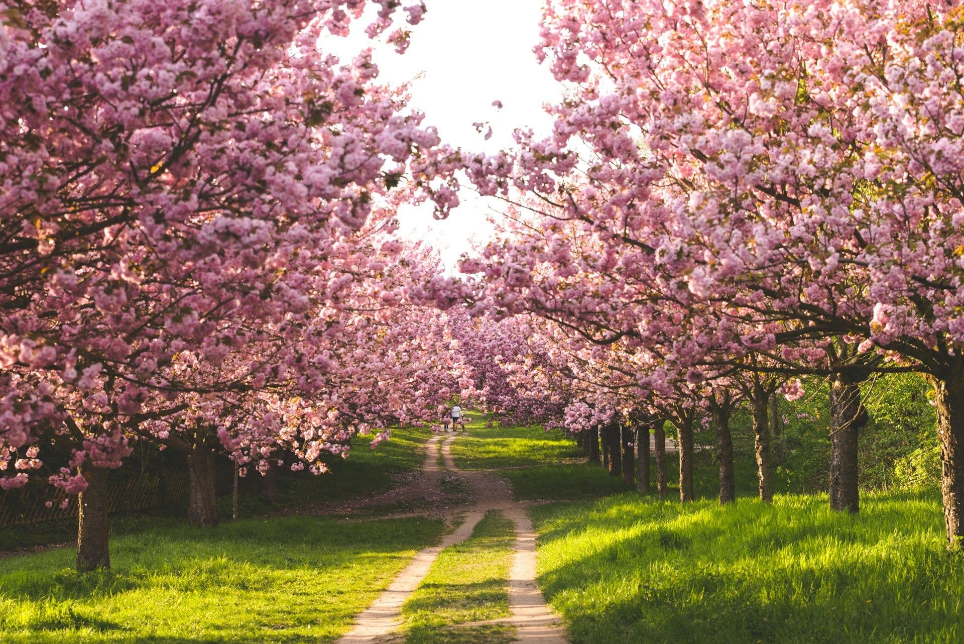 Cherry Blossom Festival meghalaya 2