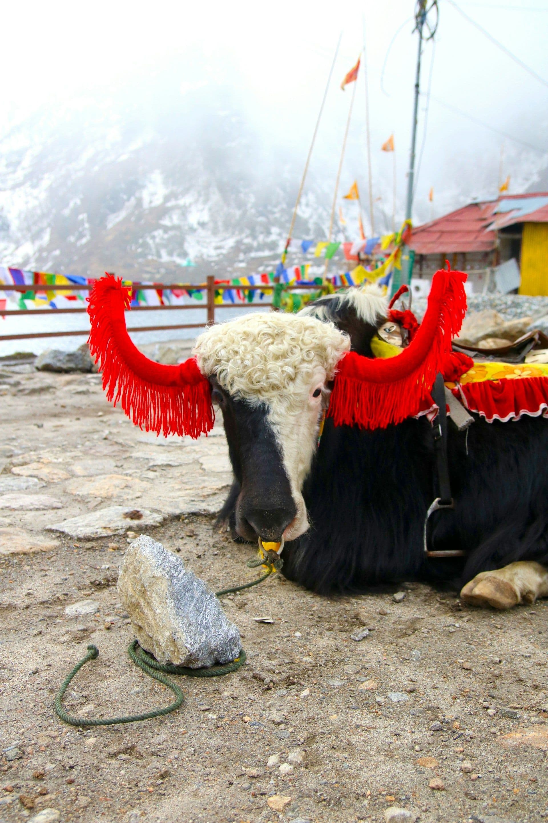 Sikkim Tour with Pelling and Darjeeling 2