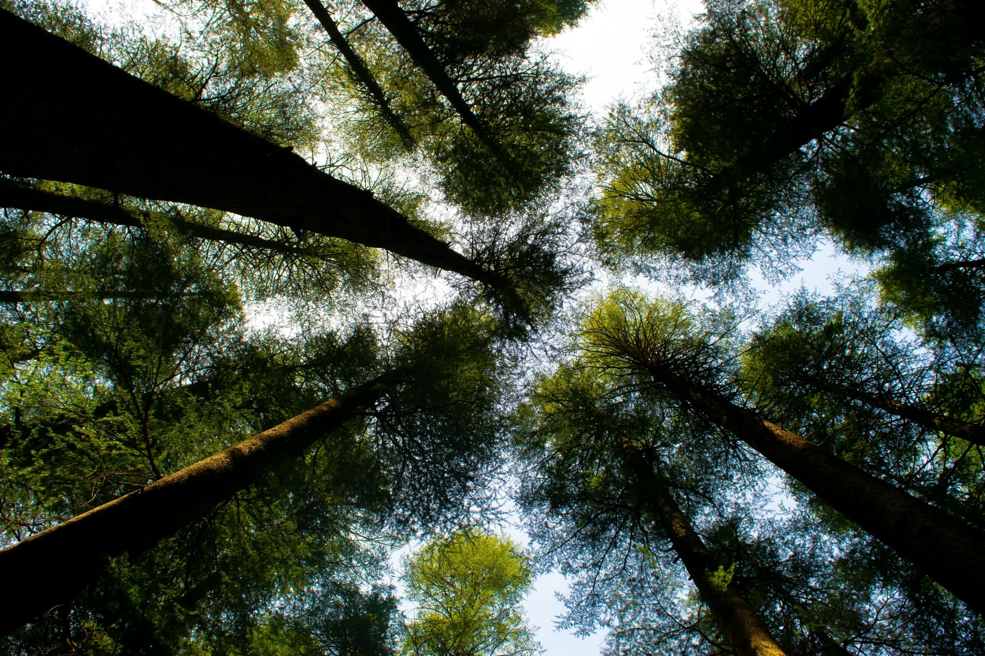 lk6onse0qss03bblrgow45yk