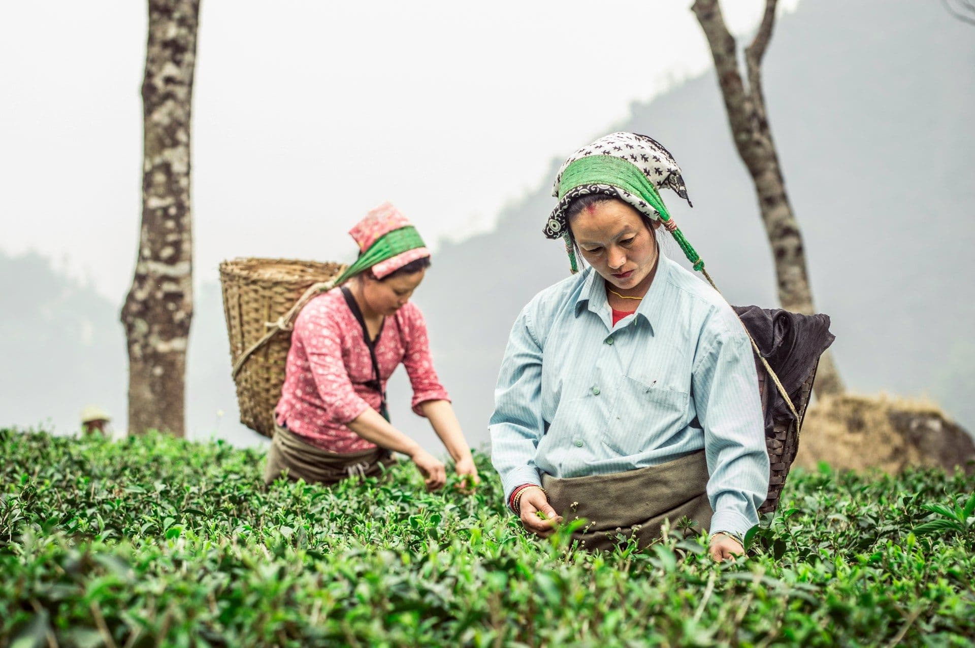 Darjeeling Gangtok Couple Special Tour Package – 4 Nights 5 Days 1