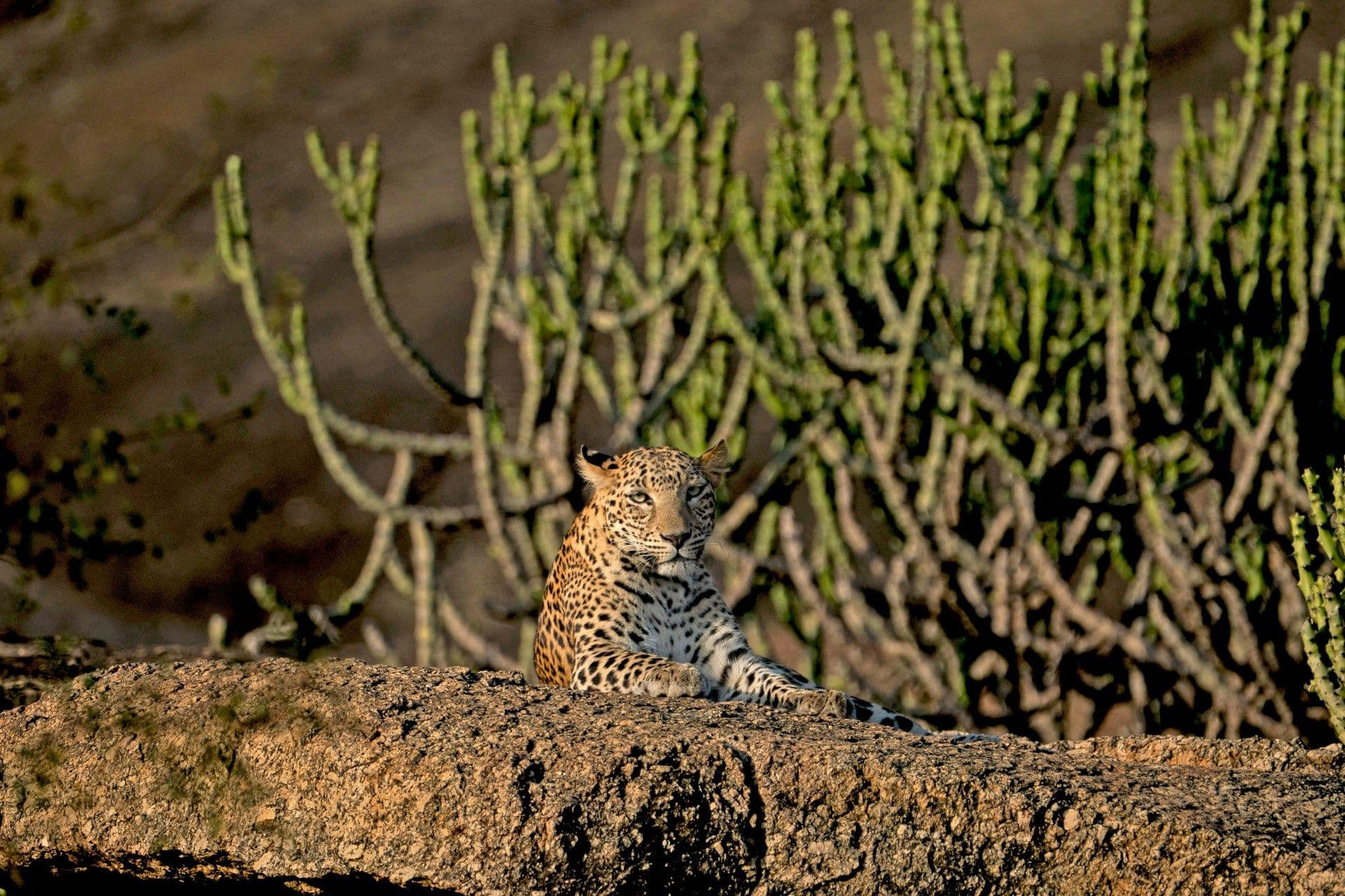 Jodhpur & Jawai 2 Nights 3 Days Group Trip 2