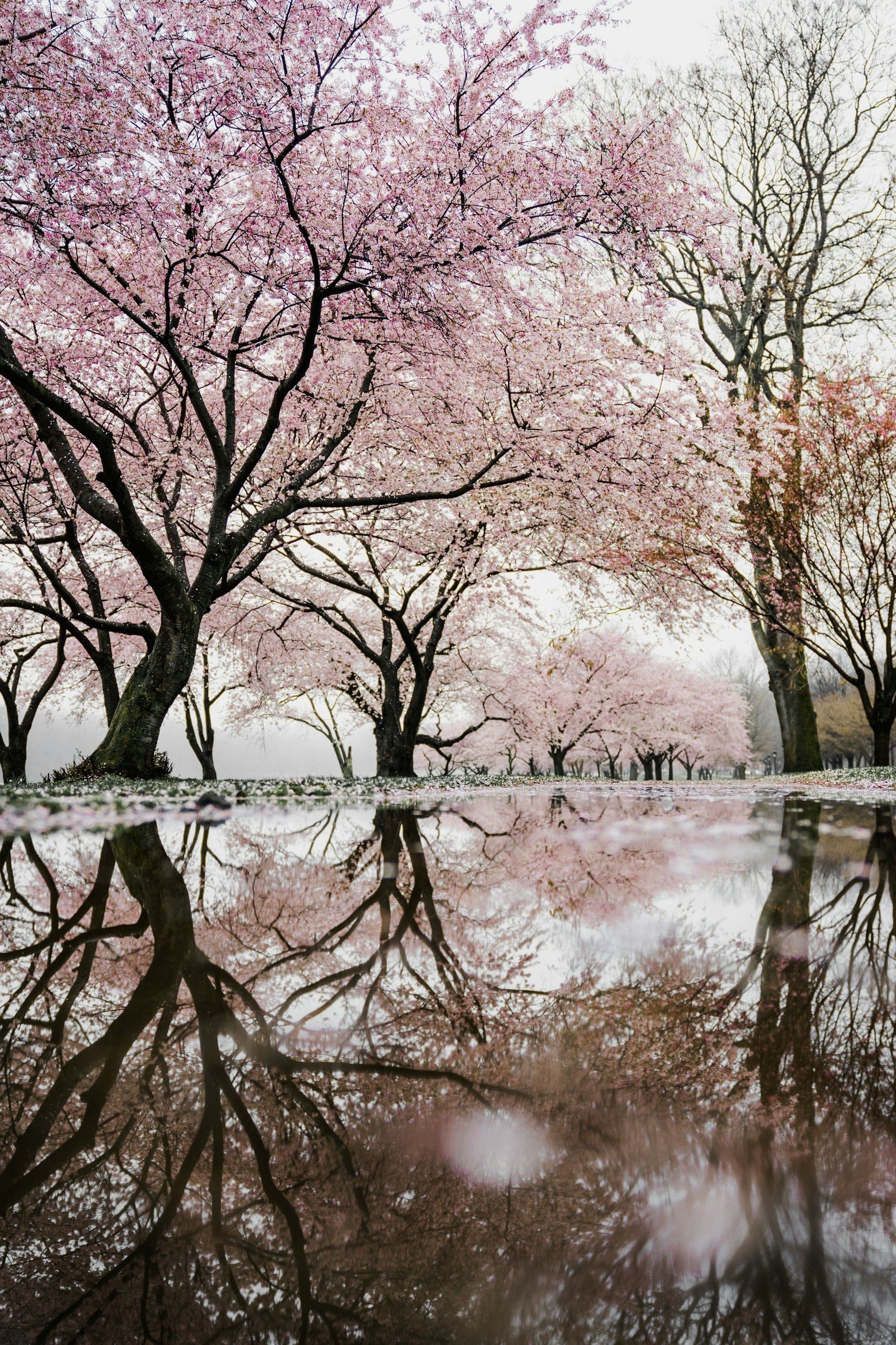 Cherry Blossom Festival meghalaya