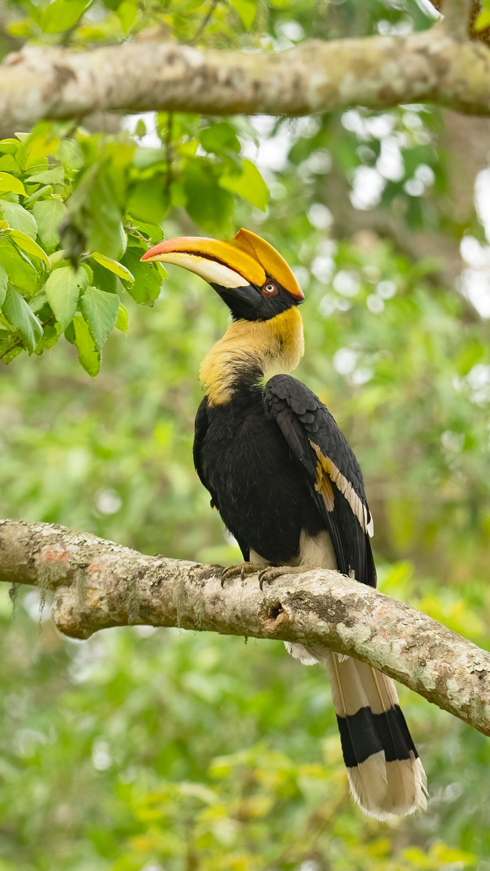 Jabalpur, Kanha & Bandhavgarh Wildlife Tour Package 2