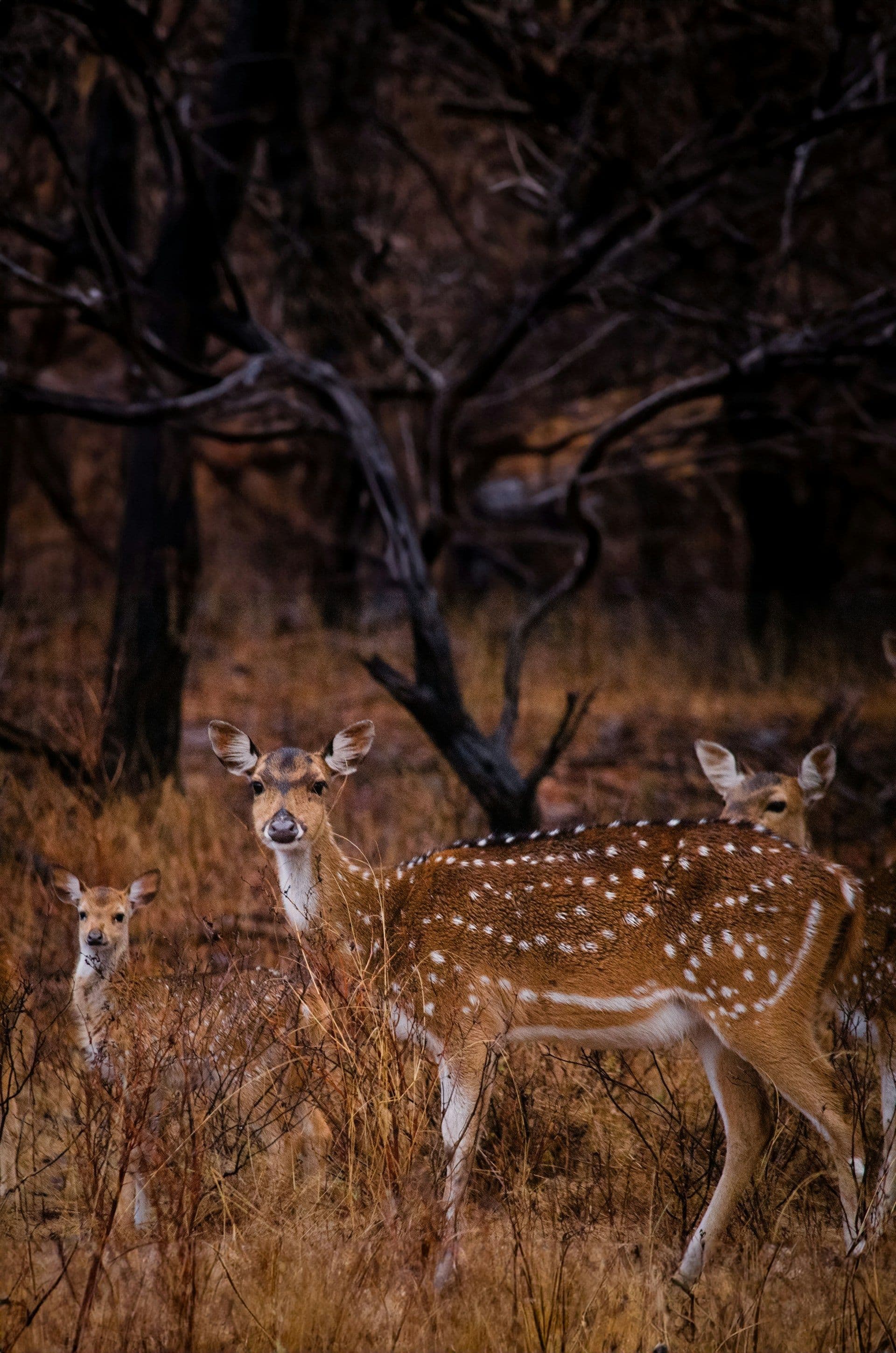 Gujarat Heritage & Wildlife Tour Package – Gir, Somnath & Dwarka 1