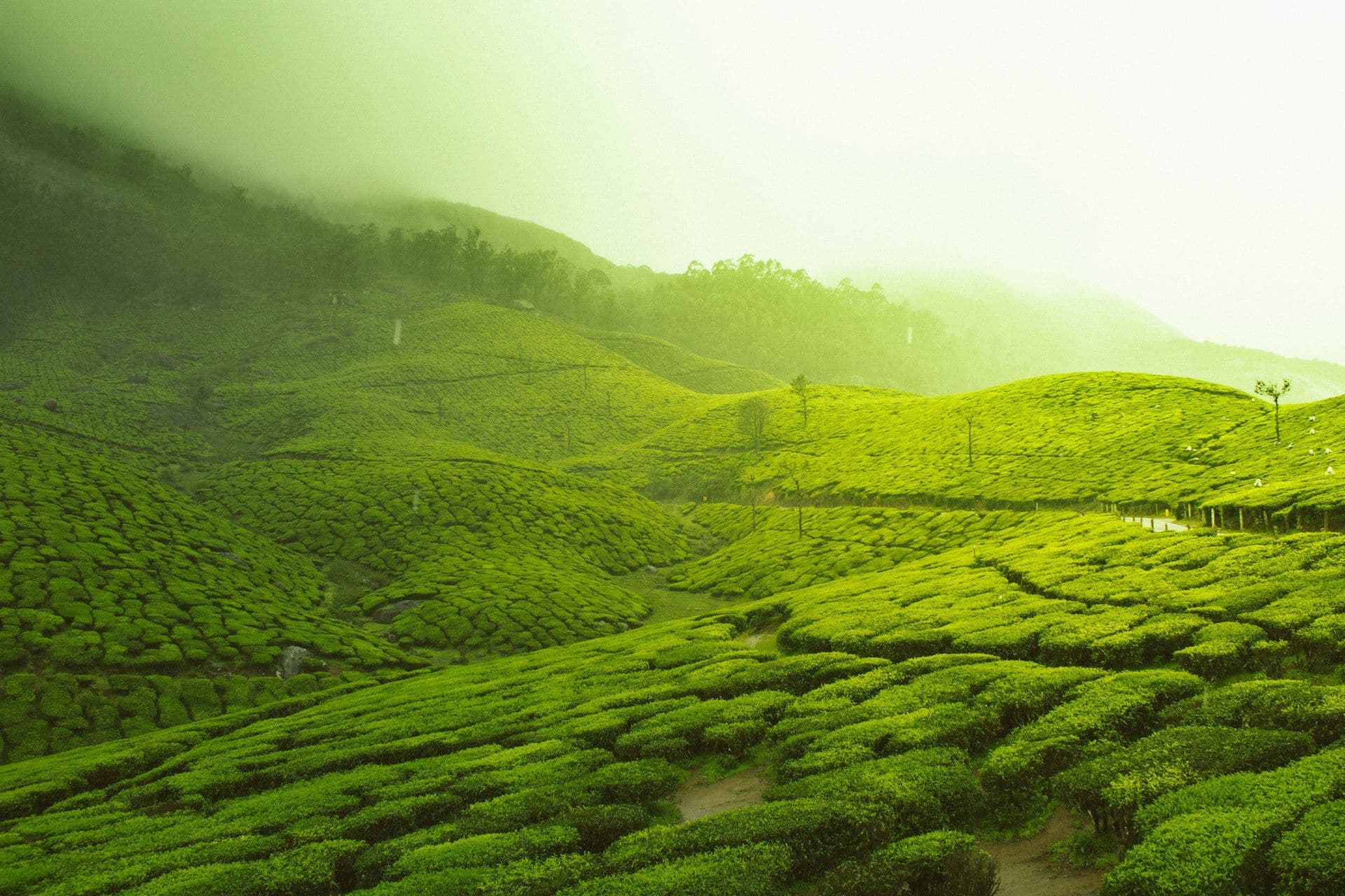 Kerala Panorama Escape: Munnar, Thekkady & Alleppey Tour