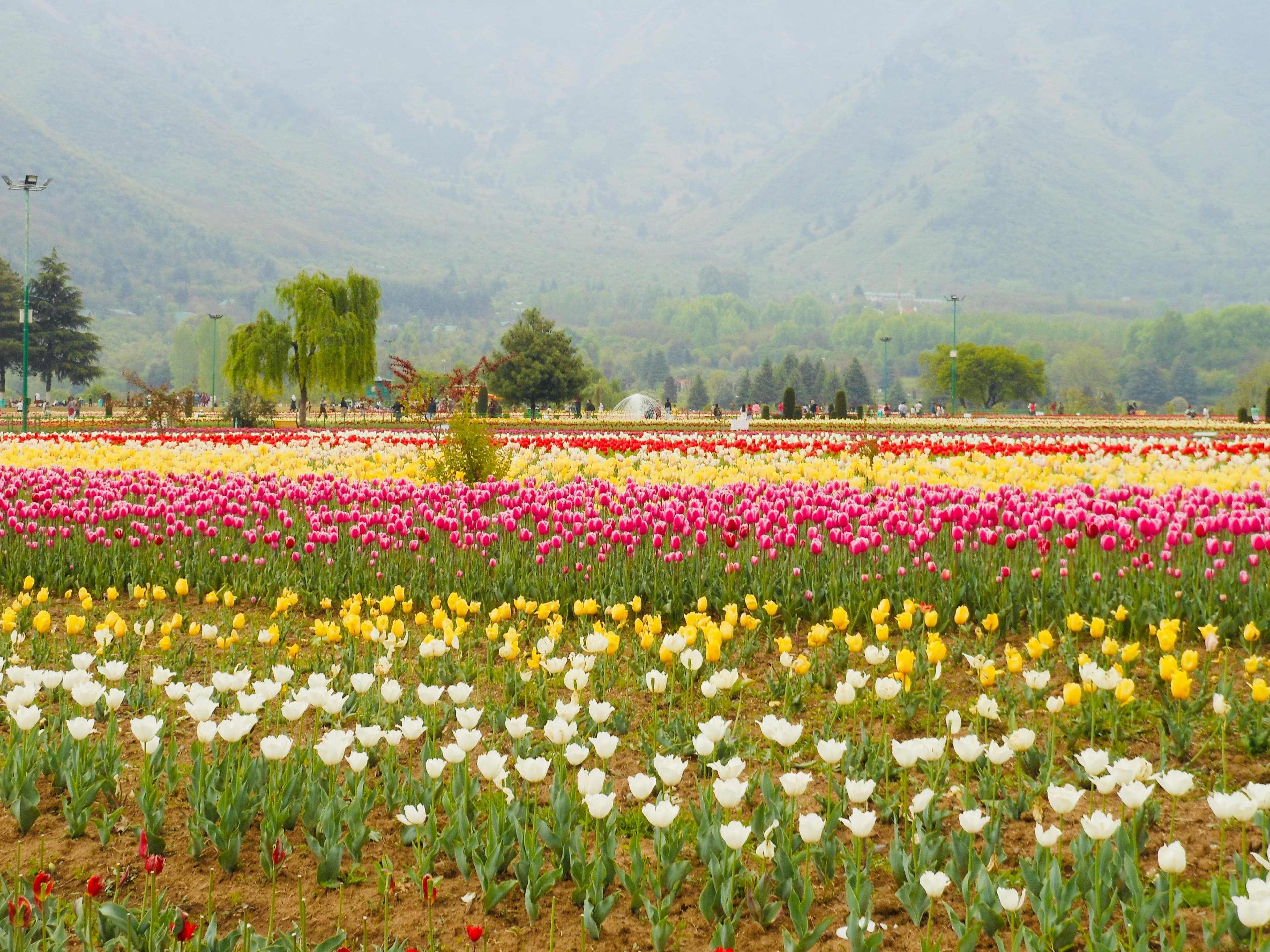 5-Day Dreamy Kashmir Honeymoon Getaway
