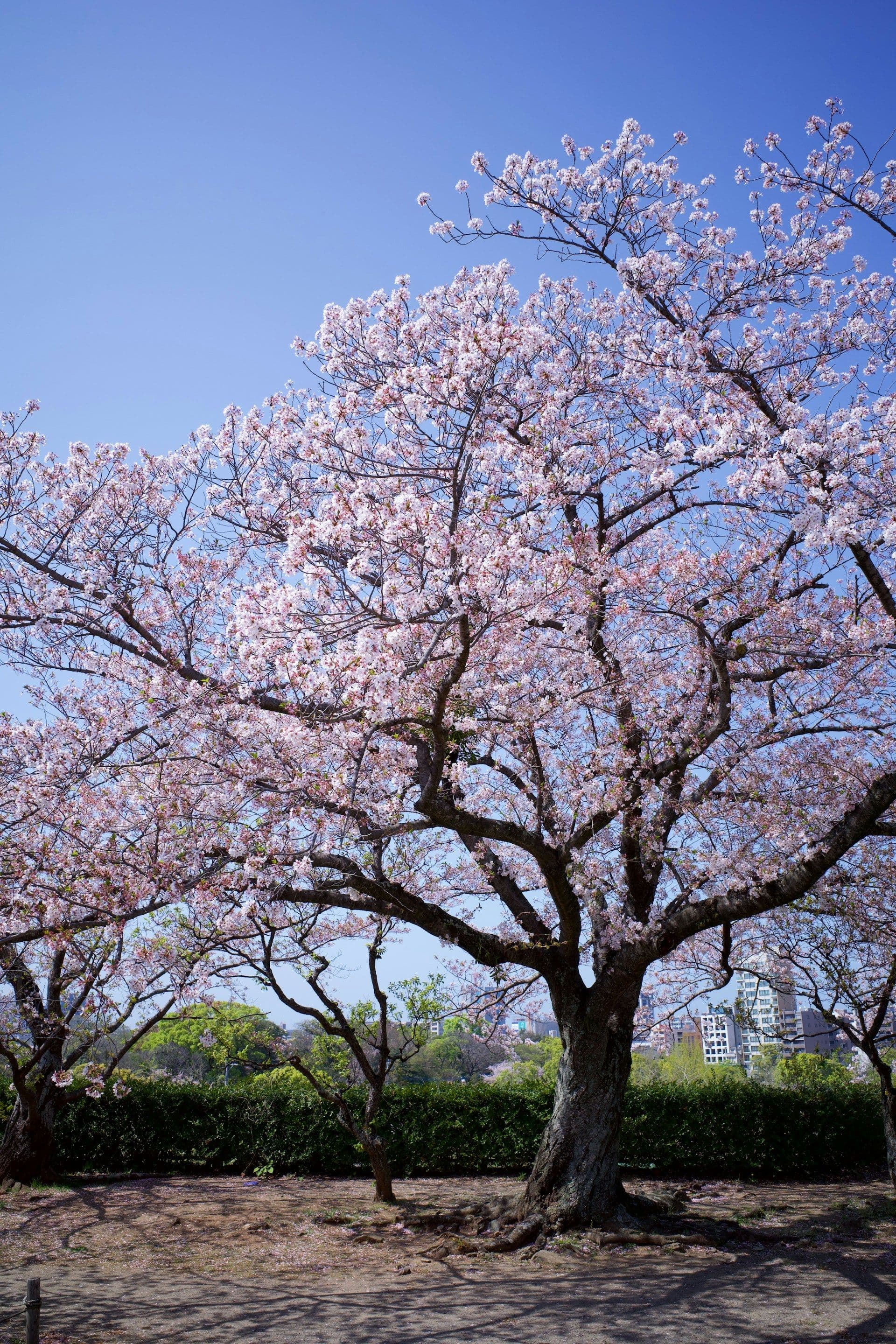 Cherry Blossom Festival meghalaya